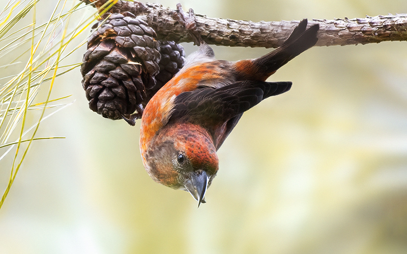 Vietnamese Red Crossbill (Loxia curvirostra) at Da Lat Birding Trails - Southern Vietnam. Photo by: Phuc Le - Vietnam Bird Photography Tours - Vietbirdphototours.com